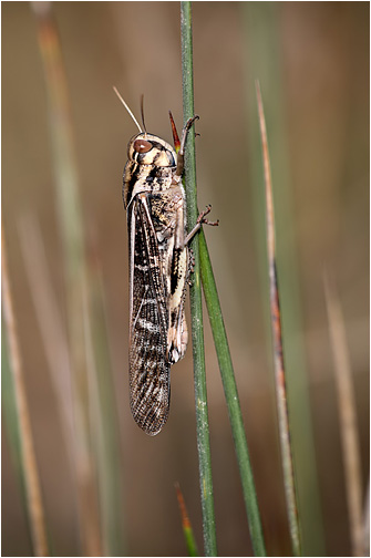 Locusta migratoria