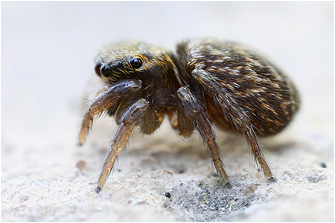 Euophrys innotata