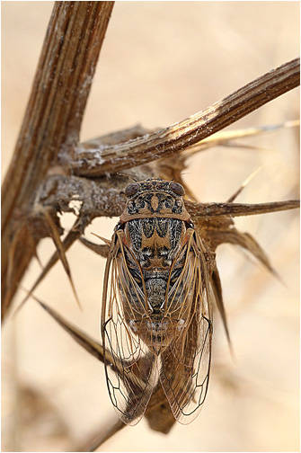 Cicadatra cf. platyptera