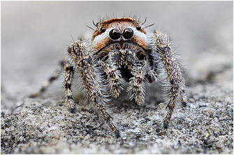 M.  moebi