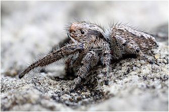M.  moebi
