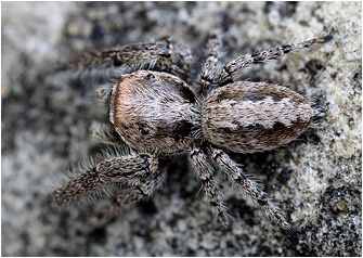 M.  moebi
