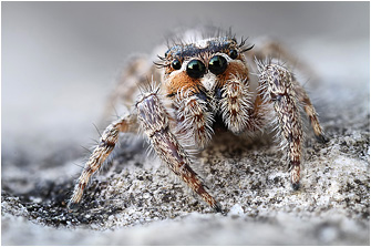 M.  moebi