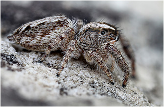 M.  moebi