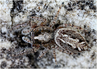 M.  moebi
