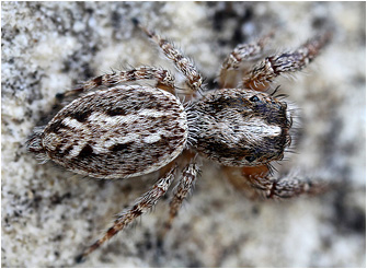 M.  moebi