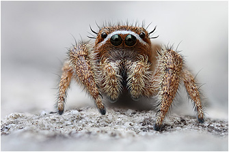 M.  albosignata