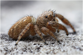 M.  albosignata