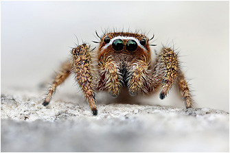 M.  albosignata
