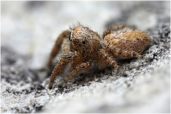 M.  albosignata