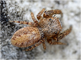 M.  albosignata