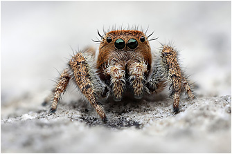 M.  albosignata