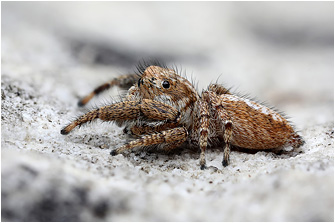 M.  albosignata