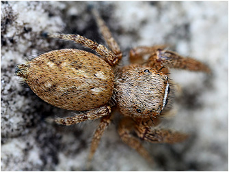 M.  albosignata