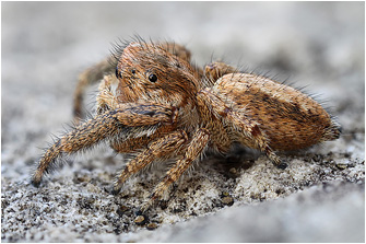 M.  albosignata