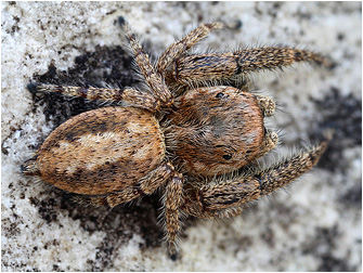 M.  albosignata