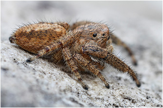 M.  albosignata
