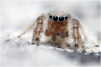 M.  cata