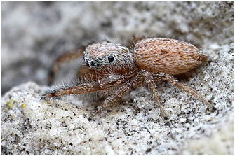 M.  cata