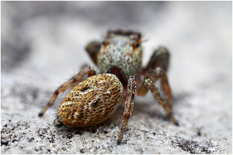 M.  diligens