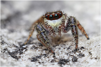 M.  diligens