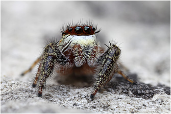 M.  diligens