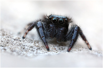 M.  diligens