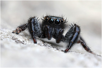 M.  diligens