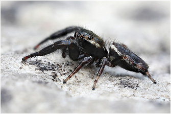 M.  diligens