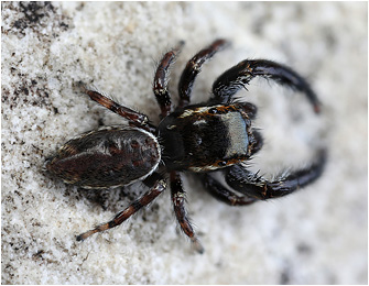 M.  diligens