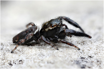 M.  diligens