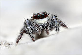 M.  diligens