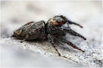 M.  diligens