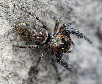 M.  diligens