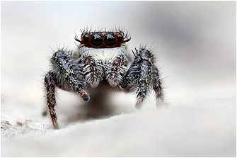 M.  diligens