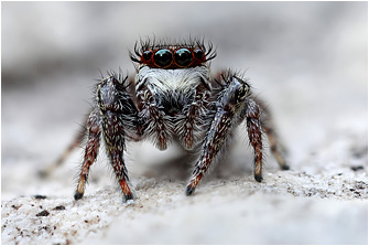 M.  diligens