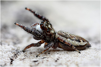 M.  diligens