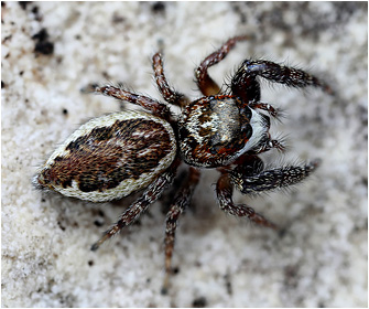 M.  diligens