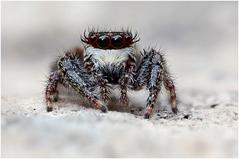 M.  diligens