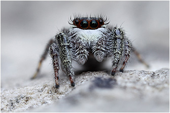 M.  diligens