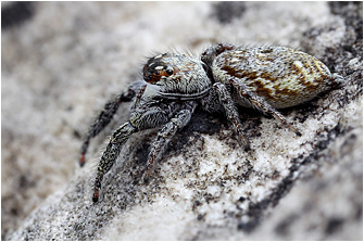 M.  diligens