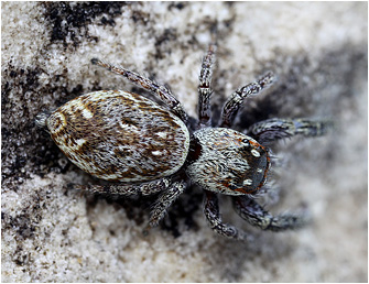 M.  diligens