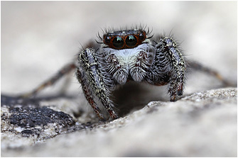 M.  diligens