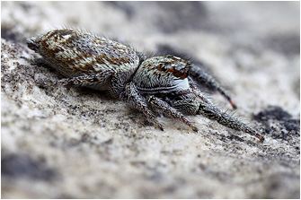 M.  diligens