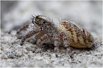 M.  moebi