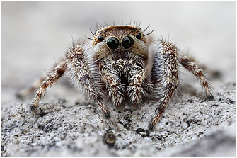 M.  moebi