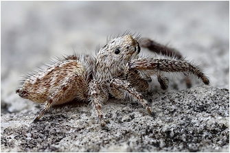 M.  moebi