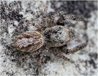 M.  moebi