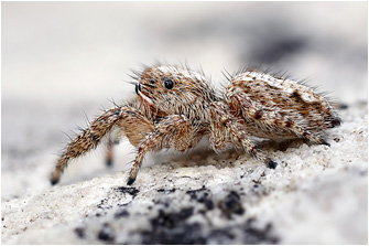 M.  albosignata