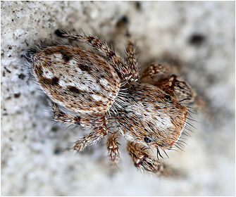 M.  albosignata